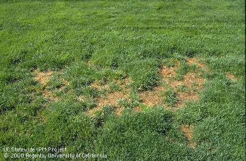 Brown patches of turfgrass killed by Phoenix or Phoenician billbug.