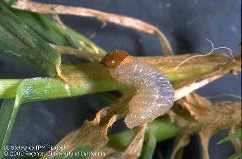 Phoenix or Phoenician billbug larva on lawn grass.