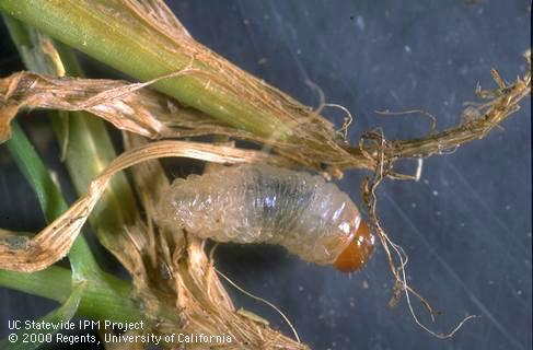 Phoenix or Phoenician billbug larva on lawn grass.