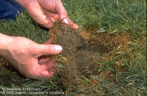 Carpetlike patch of turfgrass killed by Phoenix or Phoenician billbug.