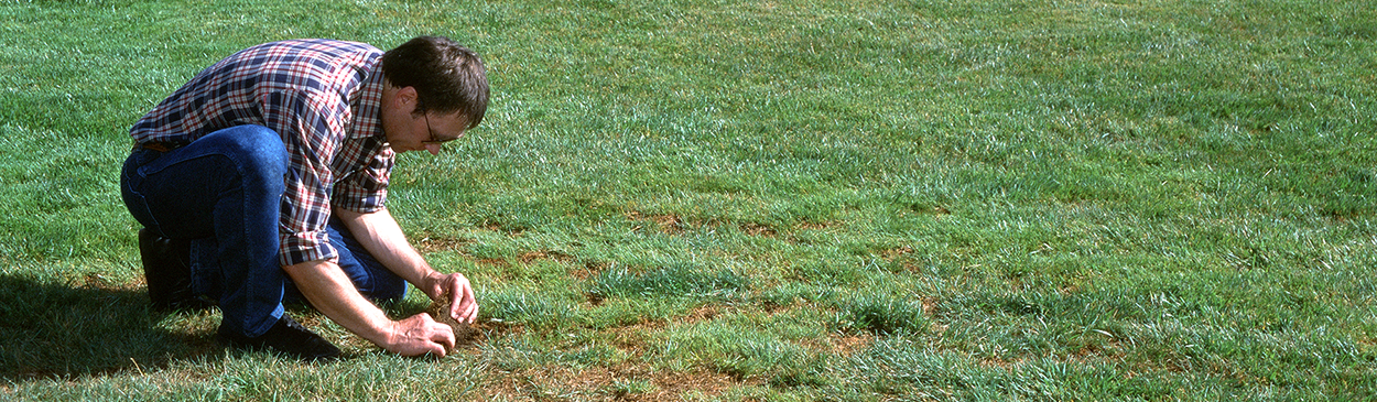 Lifting a patch of turfgrass killed by Phoenix or Phoenician billbug.