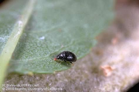 Adult spider mite destroyer.