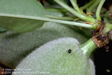 Adult spider mite destroyer, <I>Stethorus picipes.</I>.