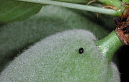 Adult spider mite destroyer.