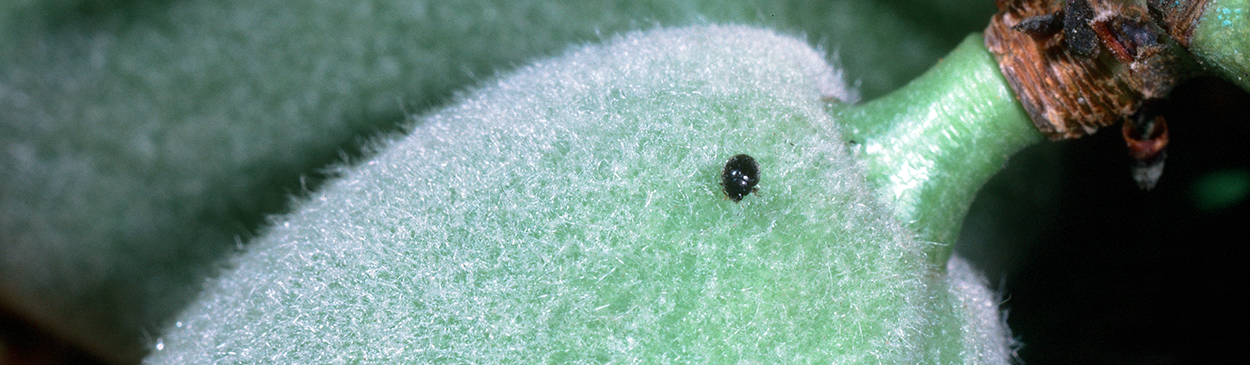 Adult spider mite destroyer, Stethorus picipes.