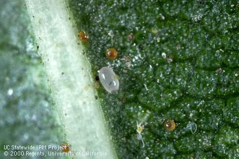 Pale, oblong egg of spider mite destroyer, Stethorus picipes, next to dark, spherical eggs of a spider mite.