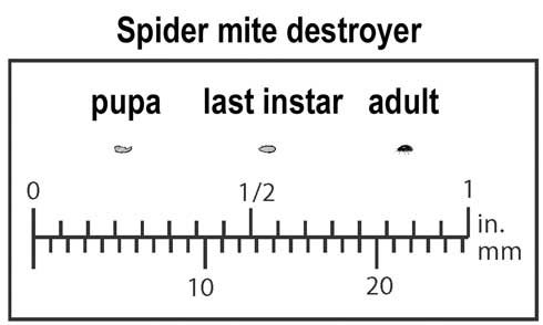 Relative size of pupa, last instar, and adult spider mite destroyer, Stethorus picipes.