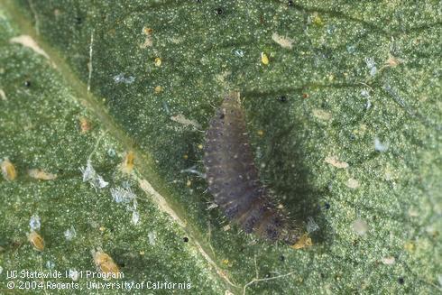 Larva of the spider mite destroyer, <i>Stethorus picipes,</i> feeding on twospotted spider mites, <i>Tetranychus urticae.</i>.