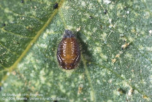 Pupa of the spider mite destroyer, Stethorus picipes.