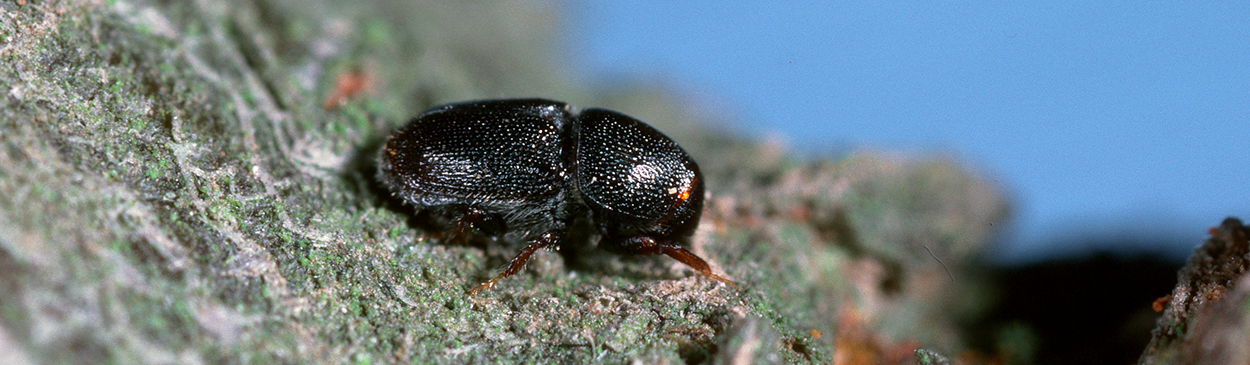 Adult female shothole borer.