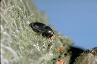 Small black borer beetle on greenish bark.