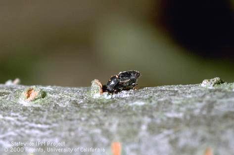 Adult shothole borer, <i>Scolytus rugulosus</i>, boring (chewing) into a tree limb.