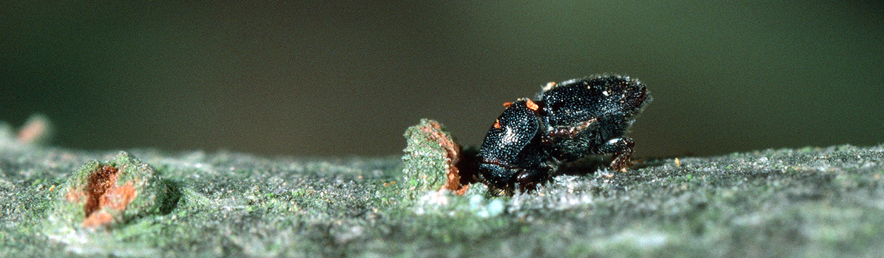 Adult shothole borer, Scolytus rugulosus, boring (chewing) into a tree limb.