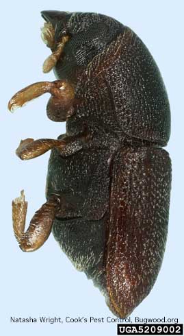 Adult shothole borer, <i>Scolytus rugulosus</i>.