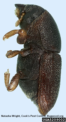 Adult shothole borer, which is 1/10 inch (2.5 mm) long.