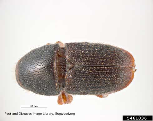 Adult shothole borer, <i>Scolytus rugulosus</i>.