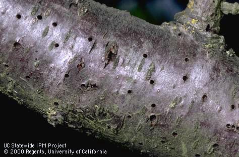 Crop damaged by shothole borer.