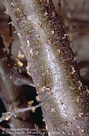 Sap oozing from holes bored by adult shothole borers, <i>Scolytus rugulosus</i>, that recently tunneled into the tree to lay eggs.