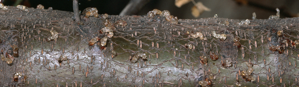 Sap oozing from holes bored by adult shothole borers, Scolytus rugulosus, that recently tunneled into the tree to lay eggs.