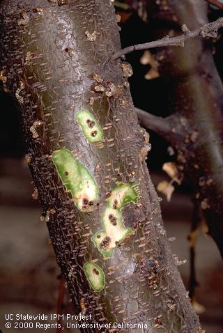 Crop damaged by shothole borer.