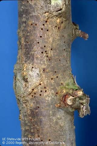 Shothole borer emergence holes in bark.