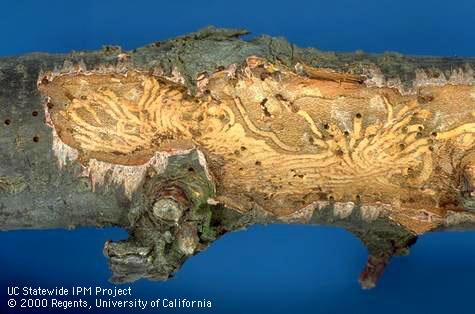 Galleries under bark excavated by larvae of shothole borer, <i>Scolytus rugulosus</i>.