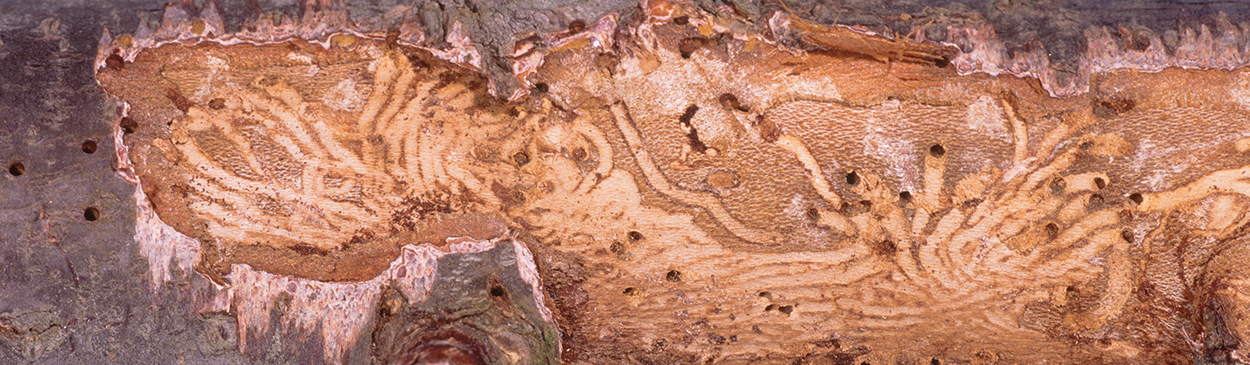 Galleries under bark excavated by larvae of shothole borer, Scolytus rugulosus.