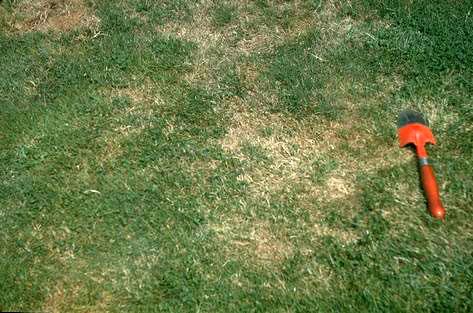 Billbug damage to a lawn.