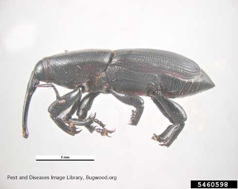 Adult yucca weevil, <i>Scyphophorus yuccae</i>, side view.