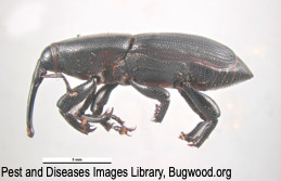 Adult yucca weevil.