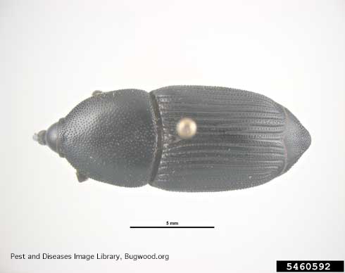 Adult yucca weevil, <i>Scyphophorus yuccae</i>, top view.