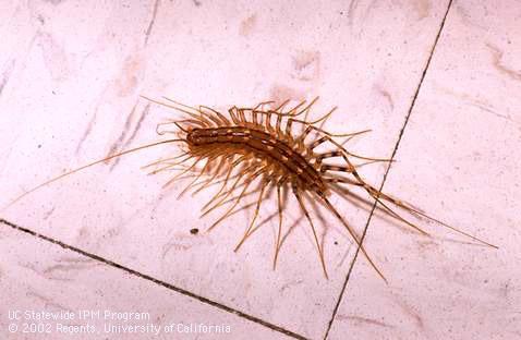 Adult house centipede, <I>Scutigera coleoptrata.</I>  .