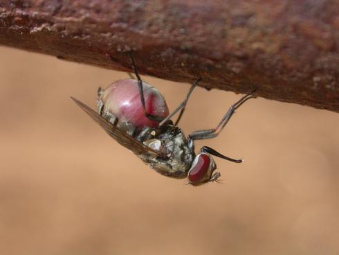 Stable fly, <I>Stomoxys calcitrans,</I> engorged after a blood meal.