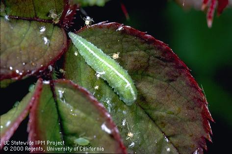 Larva of large hover fly.