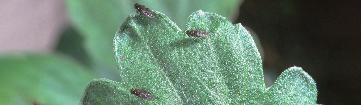 Adult shoreflies, Scatella stagnalis, resting on a chrysanthemum leaf.
