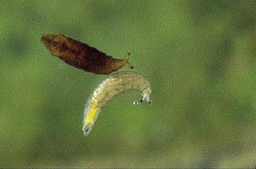 Shore fly, <i>Scatella stagnalis</i>, larva (bottom) and pupa floating in a puddle of green algae on which the larvae feed.