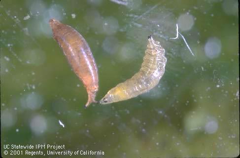 Pupa (left) and larva of a shore fly, <I>Scatella stagnalis.</I>.