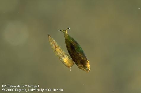 Pupae of a moth fly (Psychodidae, left) and a shore fly, <i>Scatella stagnalis</i>.