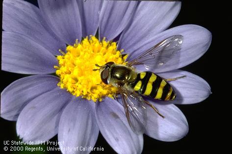 Adult syrphid fly, hover fly.