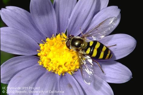 Adult syrphid fly.