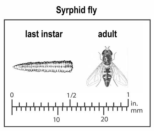 Relative size of last instar and adult syrphid.