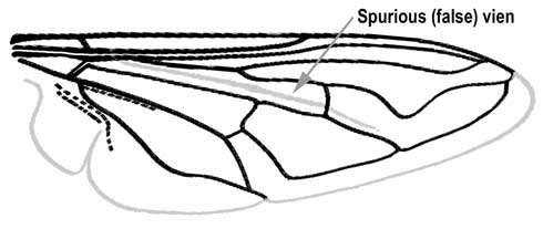 Syrphids (flower flies, or hover flies) can be distinguished from other flies (Diptera) by wing markings. Nearly all species of Syrphidae have a spurious (false) vein, a thickening in the wing that causes a discolored streak that resembles a vein unless examined under magnification. The spurious vein occurs nearly parallel with and between the third and fourth longitudinal veins. Note the top-most (marginal) vein (costa) is not considered a longitudinal vein.