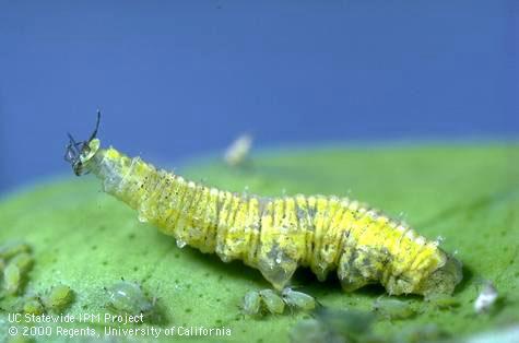 Flower fly or syrphid (Syrphidae) larva preying on a spirea aphid, Aphis spiraecola.