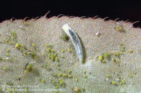 Predaceous syrphid fly larva preying on aphids.