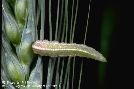 Larva of syrphid fly, hover fly.