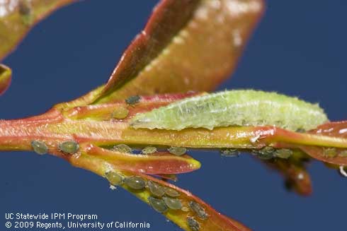 Syrphid fly larva feeding on cotton aphids infesting a pomegranate shoot tip.