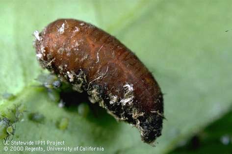 Pupa of syrphid fly (hover fly).