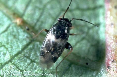 Adult whitemarked fleahopper, <i>Spanagonicus albofasciatus</i>.