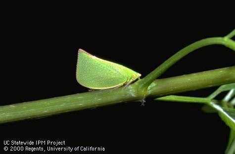 Adult Australian torpedo bug, <i>Siphanta acuta</i>, a planthopper (Flatidae).