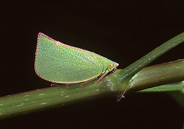 Adult Australian torpedo bug, a planthopper.